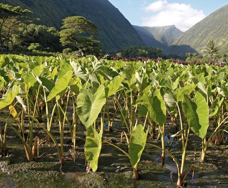 Illustration for article titled A Federal Judge Has Struck Down An Anti-GMO Law In Hawaii